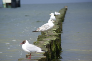 Strand Koserow