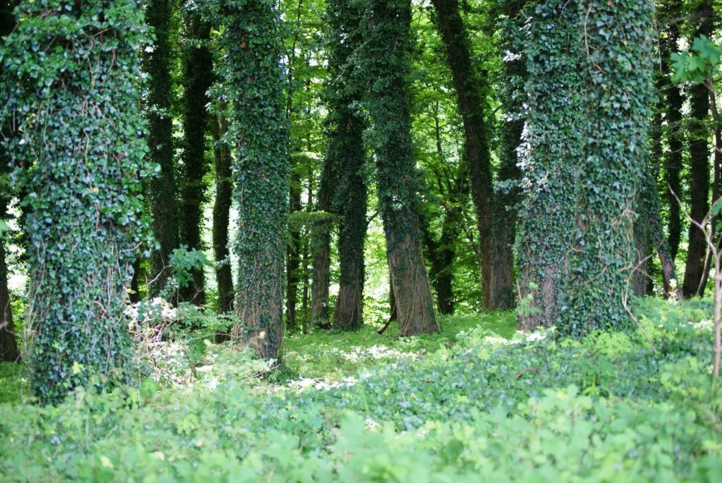 Streckelsberg Koserow