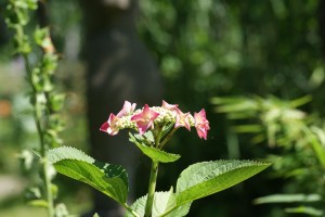 Garten Otto Niemeyer-Holstein Koserow